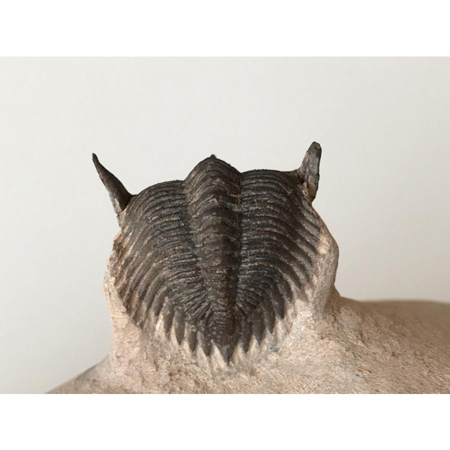 典型的！モロッコ産のデボン紀の三葉虫、メタカンティナ（Metacanthina