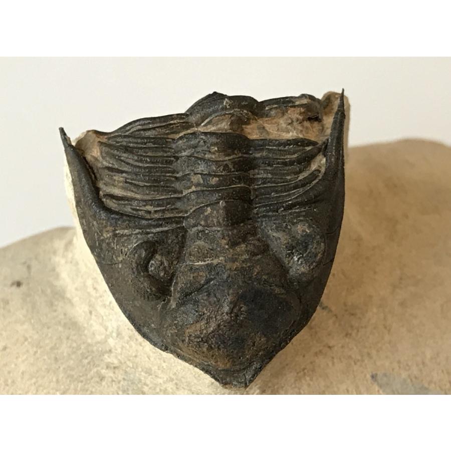 超美麗！ メタカンティナ  三葉虫 希少  最高級 超美麗！ メタカンティナ 三葉虫 希少 最高級 超美麗！ メタカンティナ