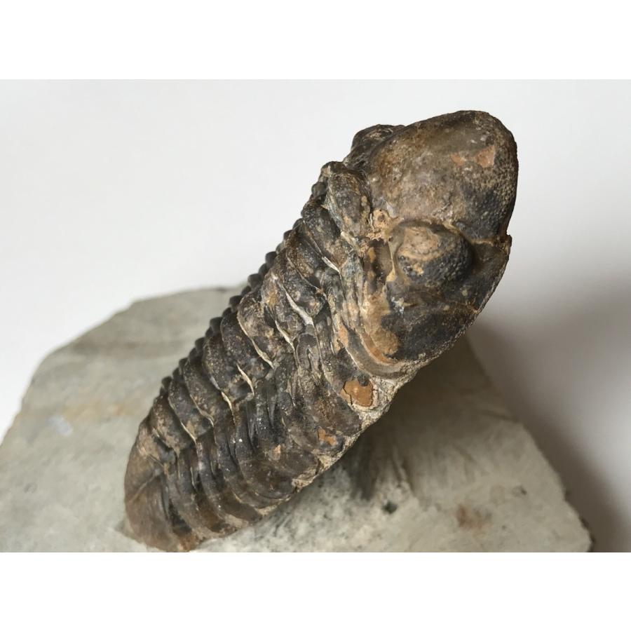 古生代デボン紀の　三葉虫　ファコプス　化石　11｜fossils-store