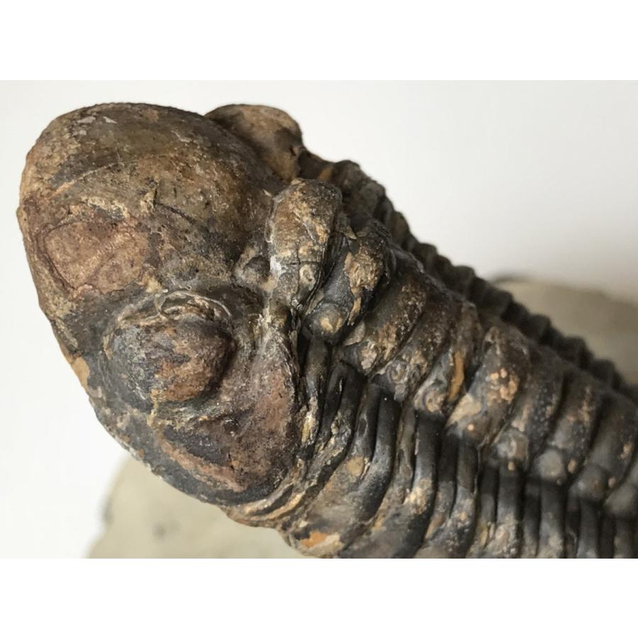 古生代デボン紀の　三葉虫　ファコプス　化石　11｜fossils-store｜04