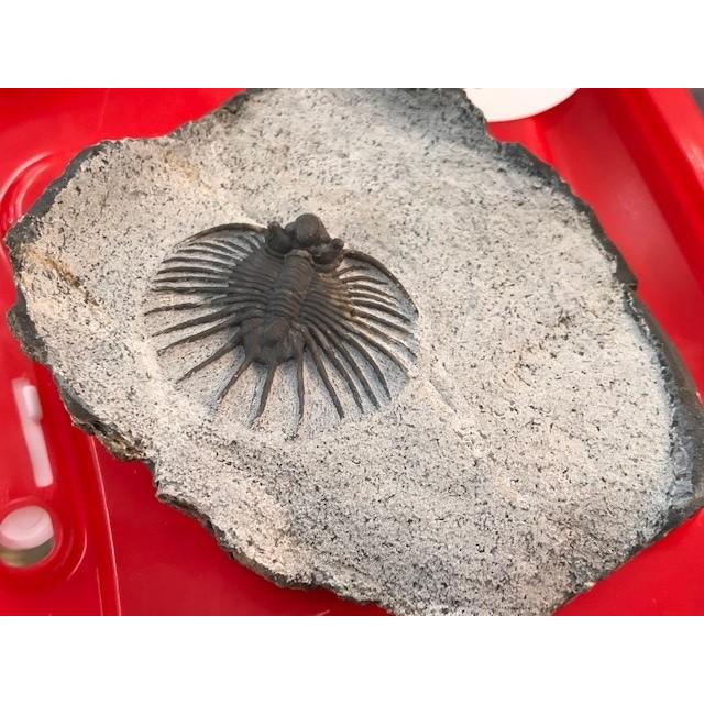 希少種☆三葉虫 アカンソピゲ 超レア！ : 化石・鉱物専門店