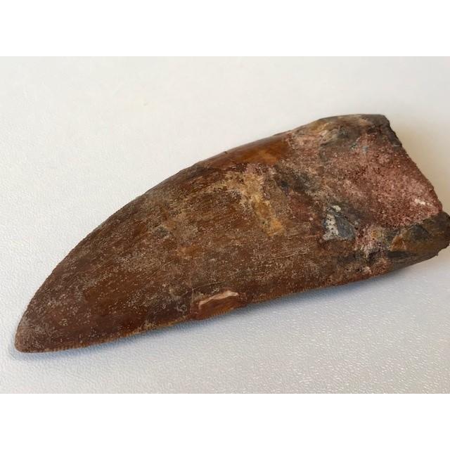 ☆肉食恐竜「カルカロドントサウルスの歯」化石 96．0mm : 化石