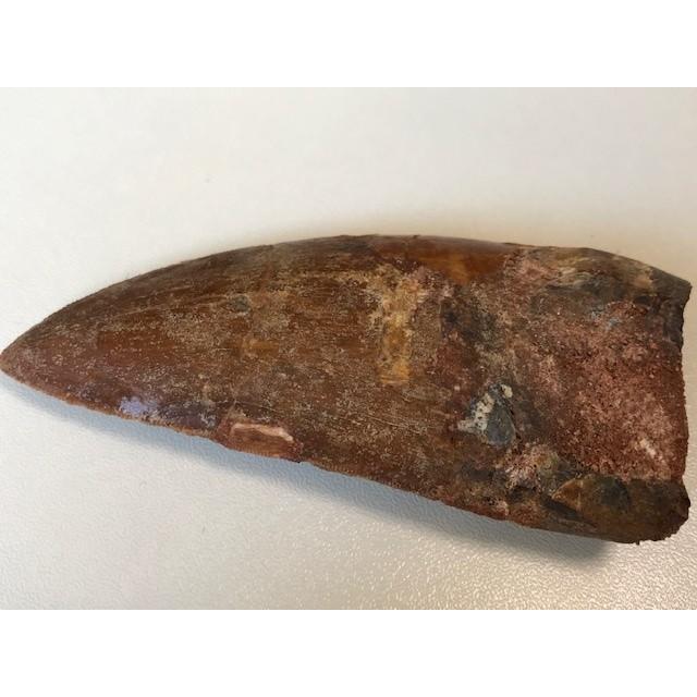 ☆肉食恐竜「カルカロドントサウルスの歯」化石 96．0mm : 化石