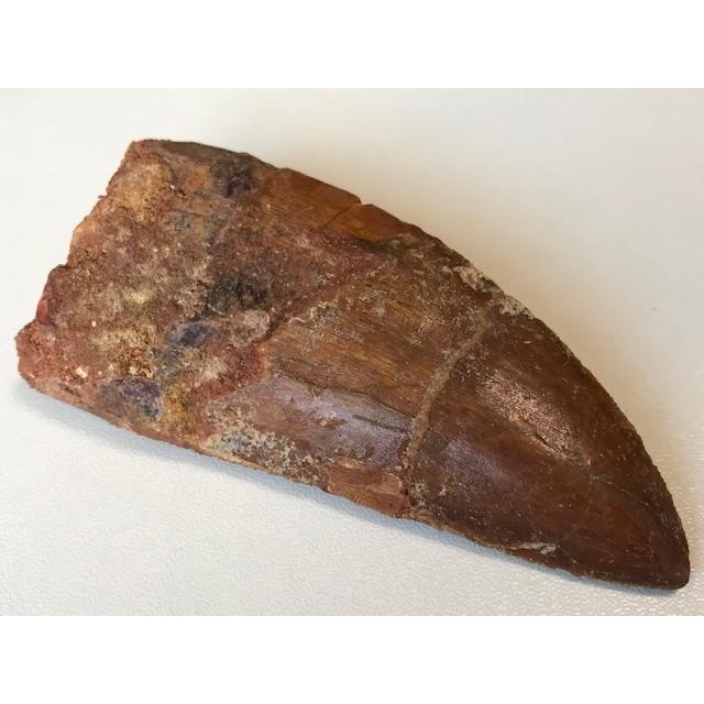 カルカロドントサウルス　歯　化石 ca23_1.jpg