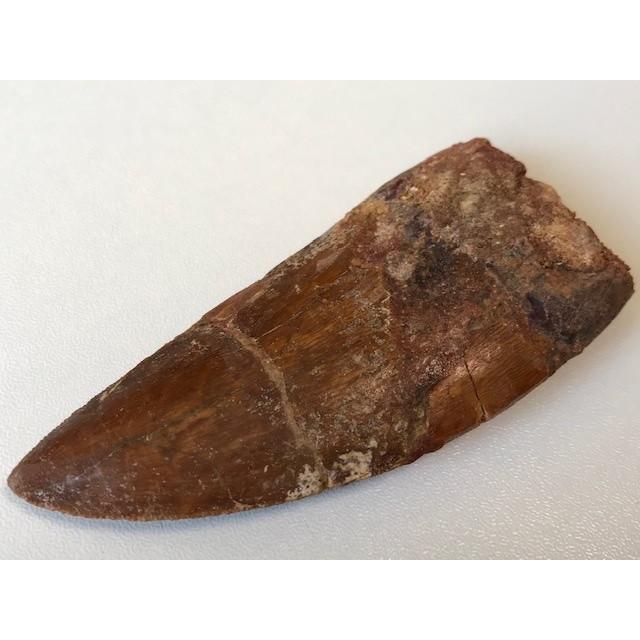 ☆肉食恐竜「カルカロドントサウルスの歯」化石 96．0mm : 化石