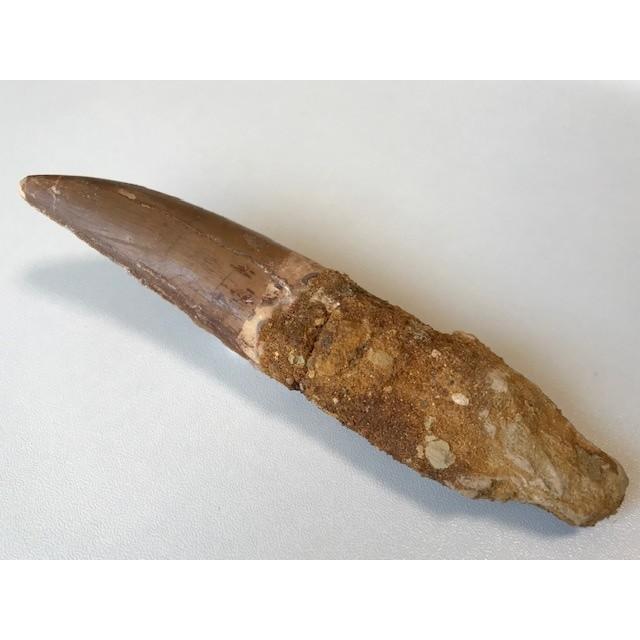 カルカロドントサウルス 歯 牙 歯根付き 獣脚類 肉食恐竜 1369 カルカロドントサウルス 歯 牙 歯根付き 獣脚類 肉食恐竜 1369