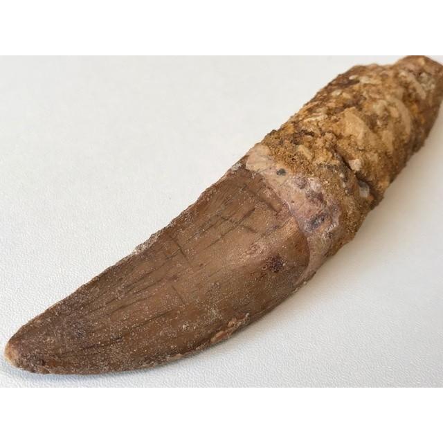 カルカロドントサウルス 歯 牙 歯根付き 獣脚類 肉食恐竜 1369 カルカロドントサウルス 歯 牙 歯根付き 獣脚類 肉食恐竜 1369
