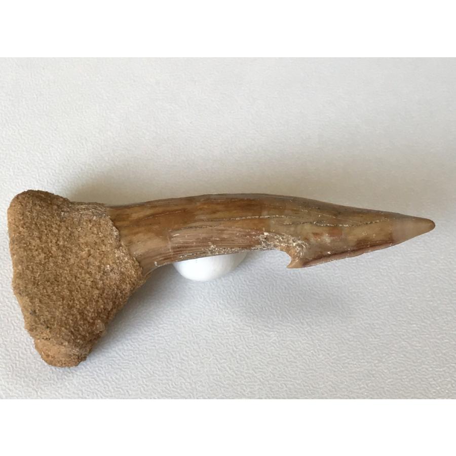 ☆オンコプリスティス（ノコギリエイ目）棘の化石☆62．7mm