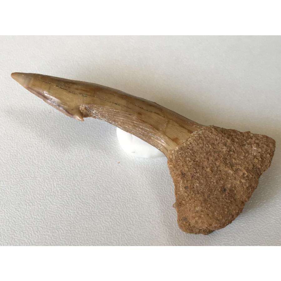 ☆オンコプリスティス（ノコギリエイ目）棘の化石☆62．7mm 美品