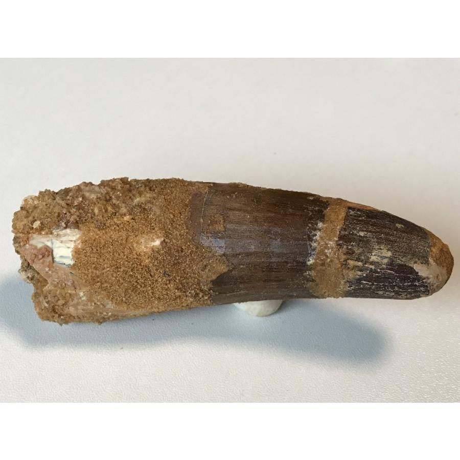 ☆肉食恐竜「スピノサウルスの歯」化石 92．8mm 迫力の