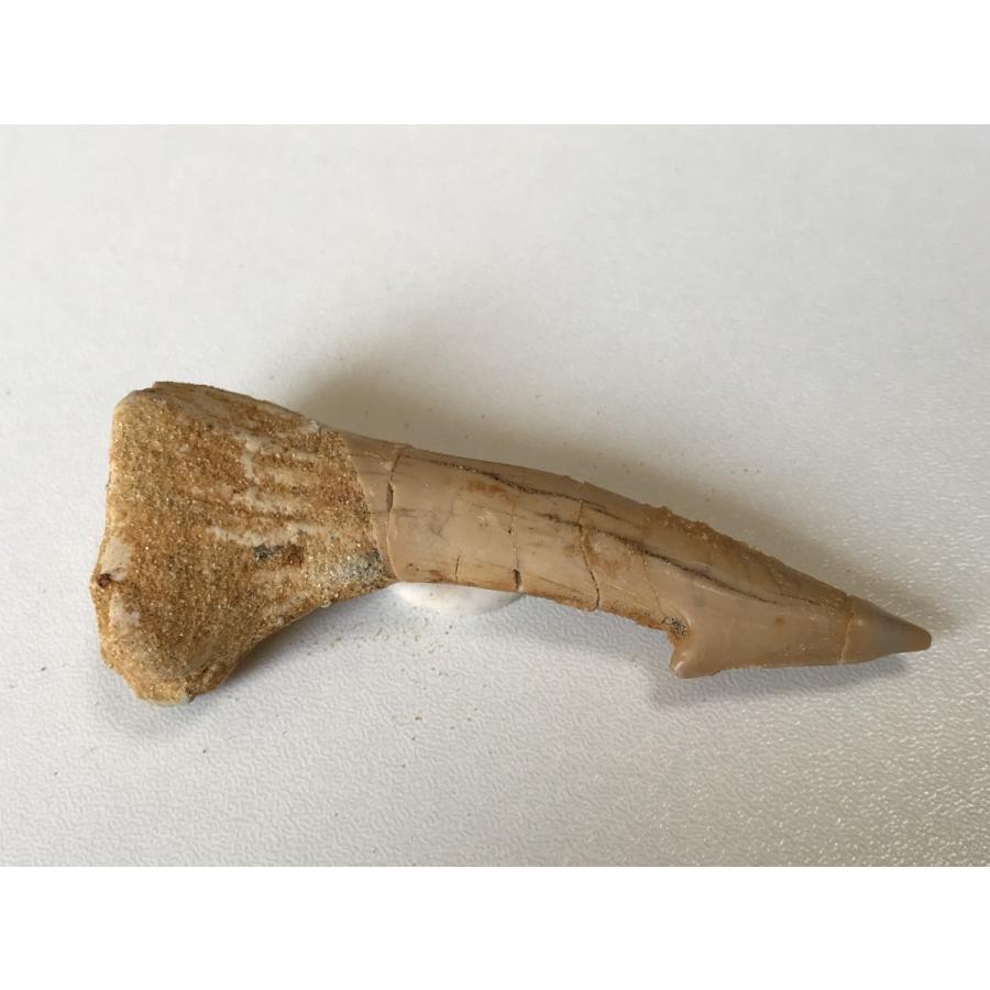 ☆オンコプリスティス（ノコギリエイ目）棘の化石☆73．8mm