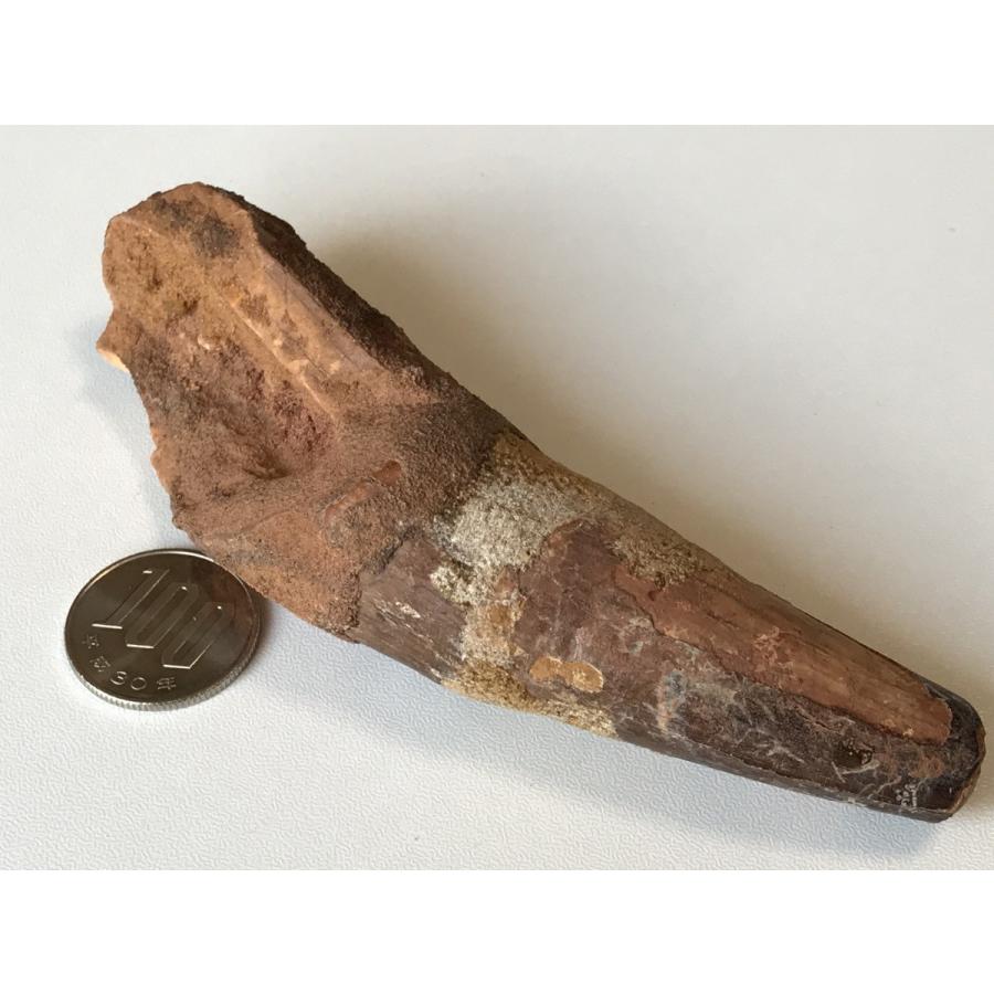スピノサウルスの化石　歯 Amazon | SCIENCE 恐竜の化石「スピノサウルスの歯 化石（獣脚類