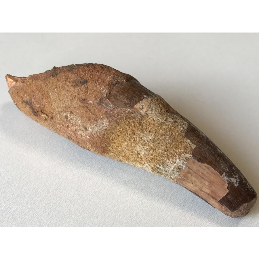 巨大　スピノサウルス歯の化石　212mm 化石セブン史上最重！極太スピノサウルスの巨大歯(Spinosaurus