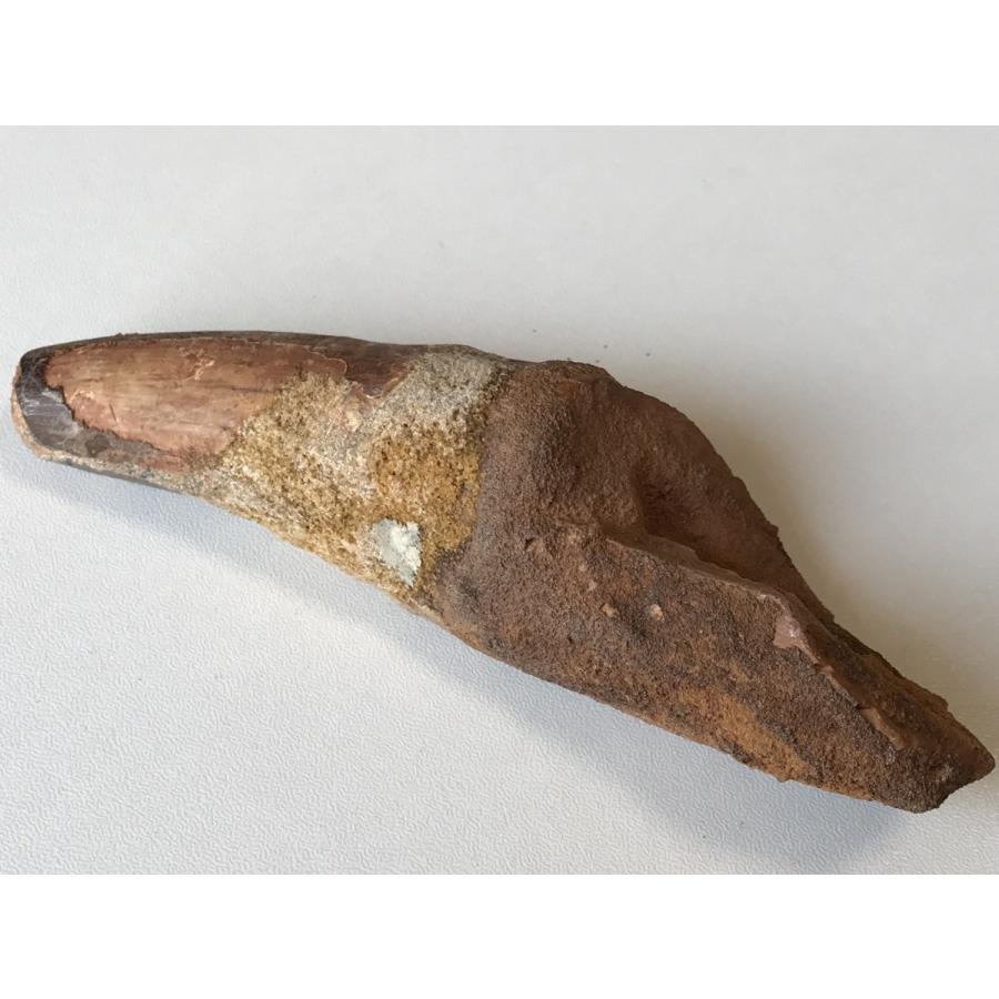 ☆肉食恐竜「スピノサウルスの歯」化石 125．1mm 大迫力のサイズ