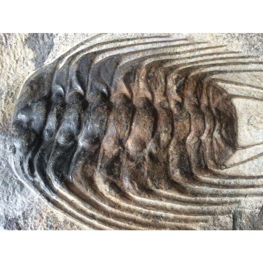 三葉虫 化石 Selenopeltis セレノペルティス ジオコマ 1344 三葉虫 化石 Selenopeltis セレノペルティス ジオコマ 1344 美術