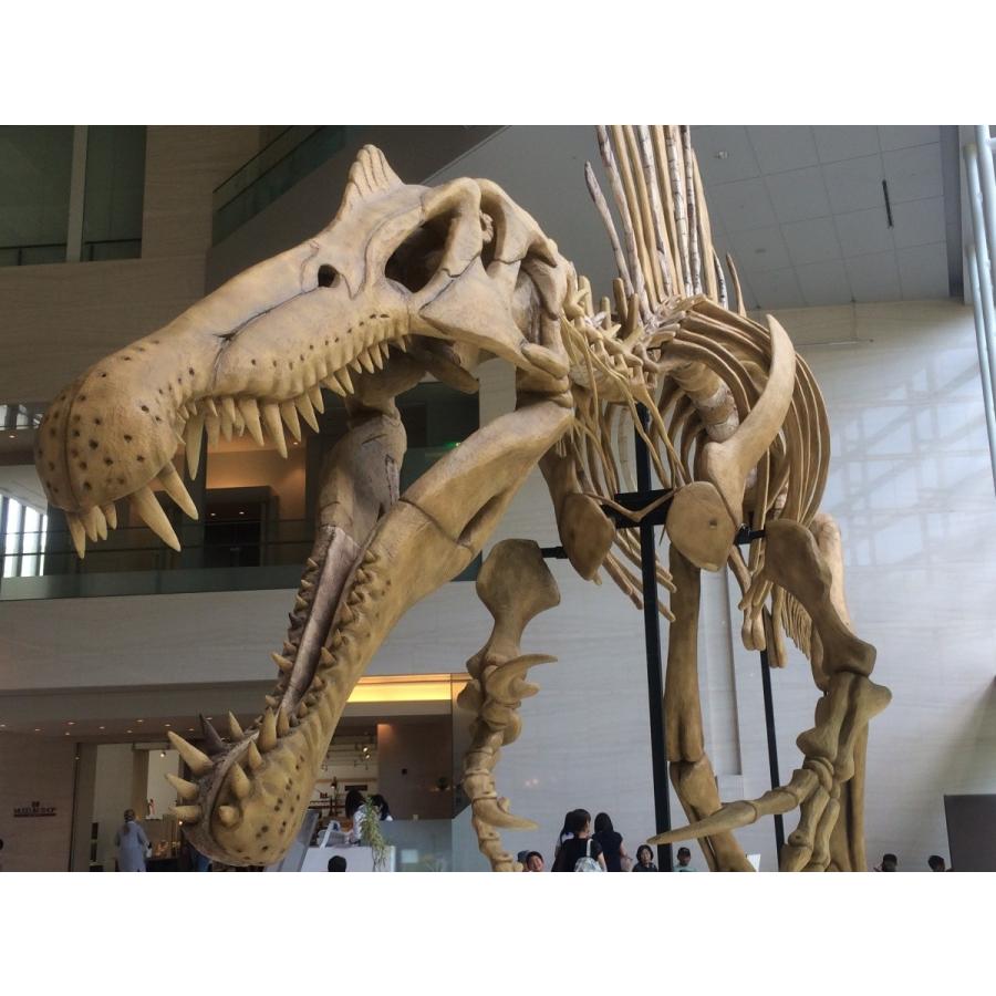 小さくても本物 恐竜の歯やサメの歯など ケース入り ４７ お子様へのプレゼントに最適 Zqa1sru084 化石 鉱物専門店fossils 通販 Yahoo ショッピング