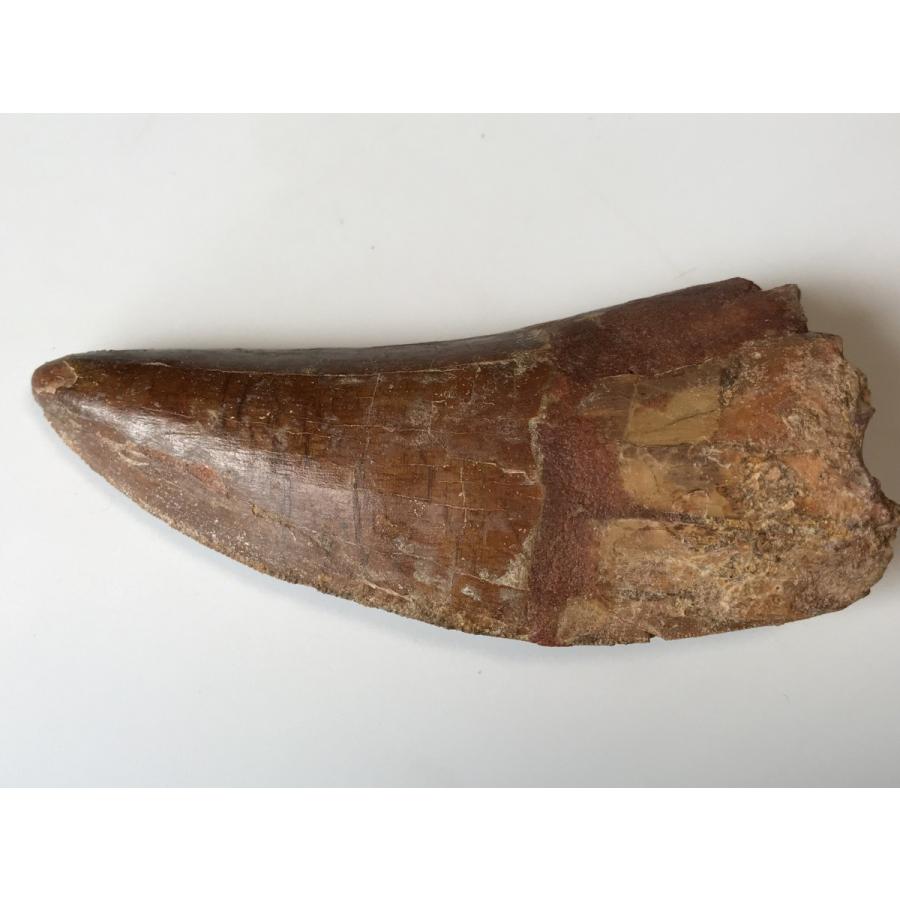 逸品☆肉食恐竜「カルカロドントサウルスの歯」☆93．0mm