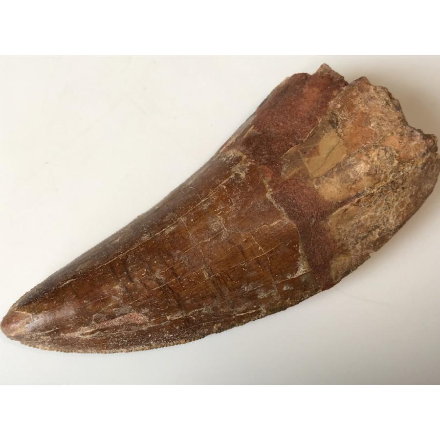 逸品☆肉食恐竜「カルカロドントサウルスの歯」☆93．0mm : 化石