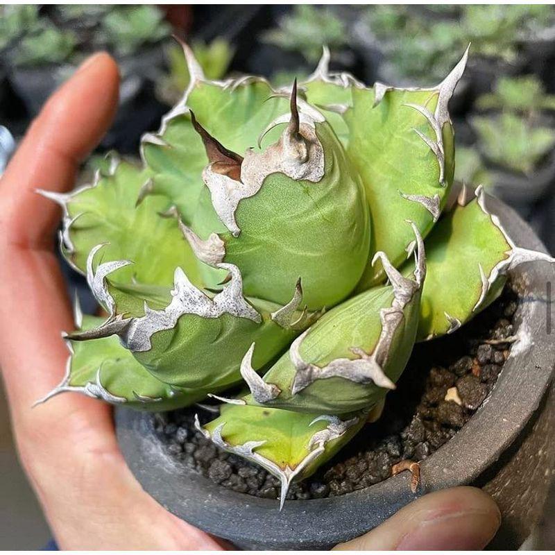 爆買い新作 自然応用科学 多肉植物を楽しむ培養土 2l 室内向け 水はけが良い Discoversvg Com