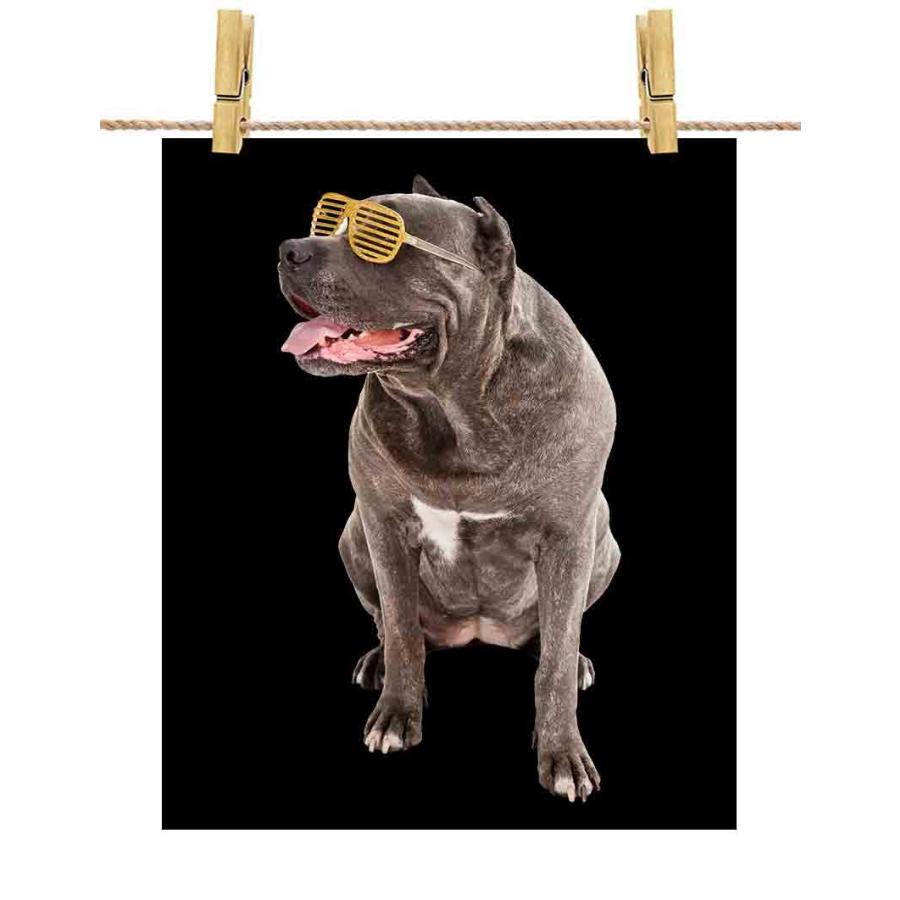 ポストカード ピットブル 犬 いぬ サングラス by Fox Republic : FOX