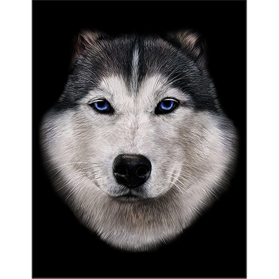 シベリアンハスキー ポストカード 黒背景 Postcard Big5 Fox Republic 通販 Yahoo ショッピング