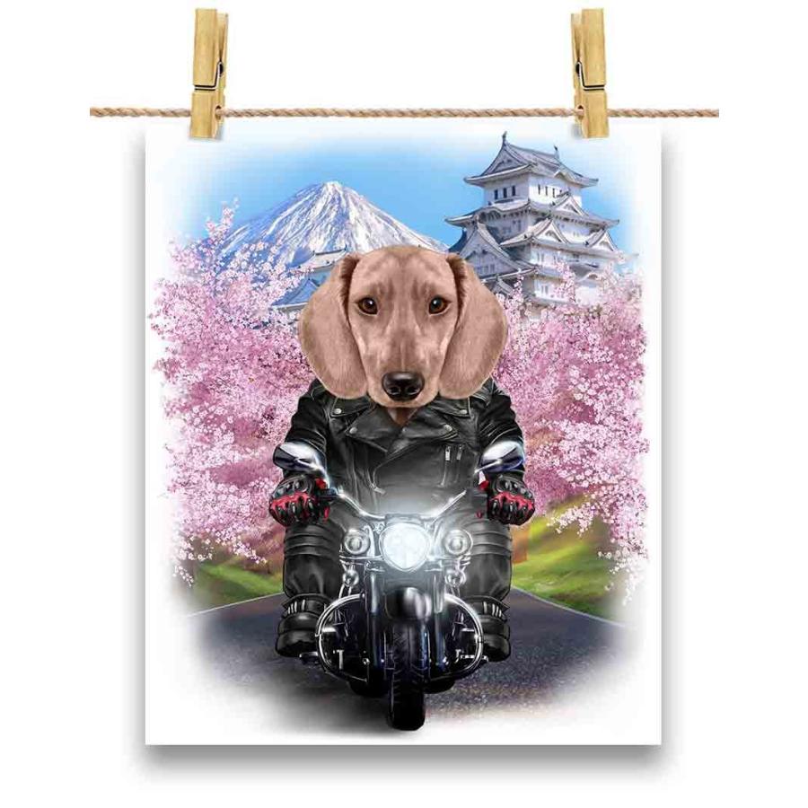 クリーム色 ダックスフンド ドッグ 犬 いぬ バイク 桜 日本 クリーム色 ダックスフンド ドッグ 犬 いぬ バイク 桜 日本