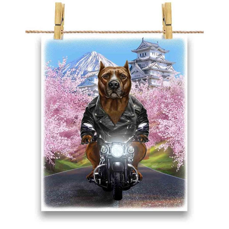 茶毛のアメリカンピットブル ドッグ 犬 いぬ バイク 桜 日本】ポスト