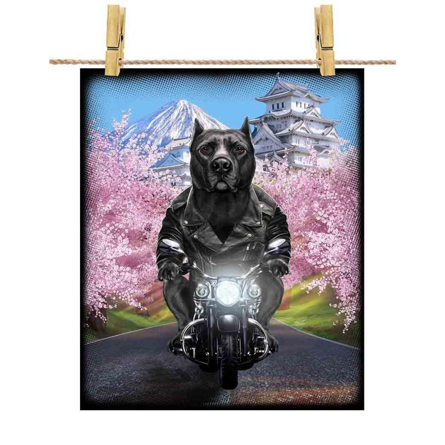 黒毛のアメリカンピットブル ドッグ 犬 いぬ バイク 桜 日本】ポスト