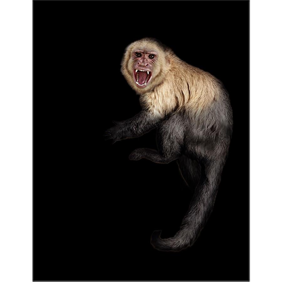 心猿意馬　客注専用カード　619052G17 心猿意馬 客注専用カード 619052G17 USZZ-10699_200x200.jpg?v=