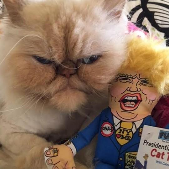 Donald Trump Plush for CAT　ネコ用　トランプ大統領 　ぬいぐるみ :U-FZZU-89-001:FOYL  Yahoo!ショッピング店 - 通販 - Yahoo!ショッピング