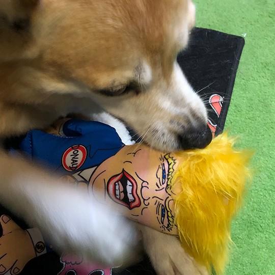 Sale トランプ大統領 犬用 ぬいぐるみ おもちゃ Sサイズ Donald Trump Plush For Small Dog 小型犬 中型 犬 U Fzzu 002 Foyl Yahoo ショッピング店 通販 Yahoo ショッピング