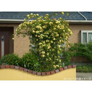 新発売の 小林金物 グリーンガーデン 園芸用品 フラワーアーチ クレメント 160w No 219 ガーデニング 花 植物 ｄｉｙ Ab Franc 通販 Yahoo ショッピング 最新情報 Www Maxipiso Com Ar