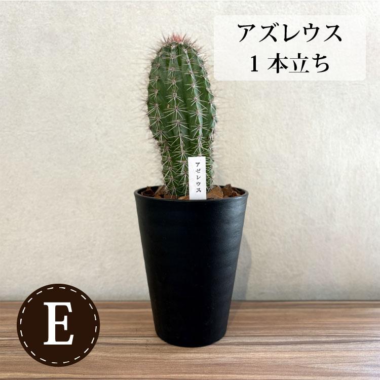 一部地域送料無料) 柱サボテン 4号(12cm) 選べるこだわりの品種