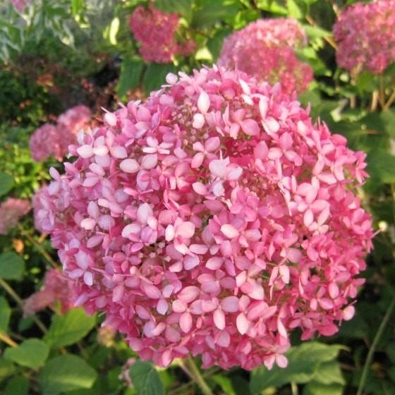 アジサイ ピンクアナベル 4号 12cm 花苗 花木 紫陽花 ノリウツギ Ft013 インテリアグリーン専門店 Frants 通販 Yahoo ショッピング