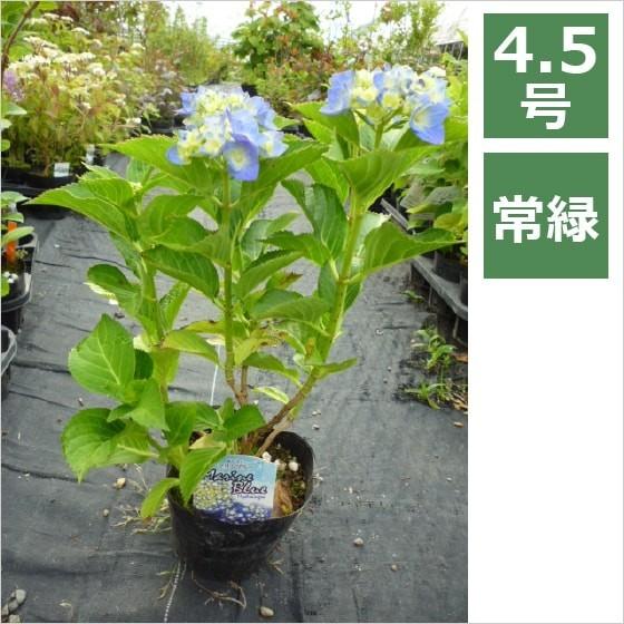 アジサイ ピーチ姫 ブルースカイ マリンブルー 各種 4 5号 13 5cm 花苗 花木 紫陽花 ノリウツギ Ft015 インテリアグリーン専門店 Frants 通販 Yahoo ショッピング