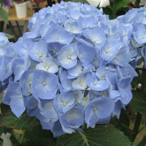 アジサイ ピーチ姫 ブルースカイ マリンブルー 各種 4 5号 13 5cm 花苗 花木 紫陽花 ノリウツギ Ft015 インテリアグリーン専門店 Frants 通販 Yahoo ショッピング