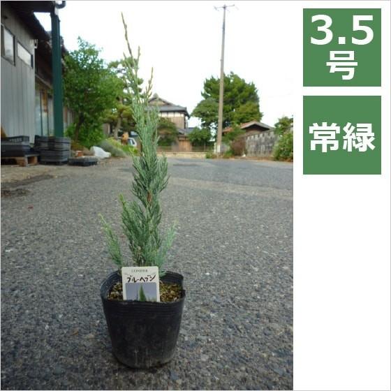 コニファー ブルーヘブン 3 5号 10 5cm 庭木 垣根 シンボルツリー ベランダガーデン Ft040 インテリアグリーン専門店 Frants 通販 Yahoo ショッピング