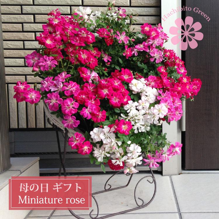 (送料無料) ウェルカムローズ ミニ薔薇の寄せ植え リース仕立て / ミニバラ・寄せ植え・母の日・ギフト・プレゼント（Yahoo!・観葉植物の専門店 鉢人GREEN）