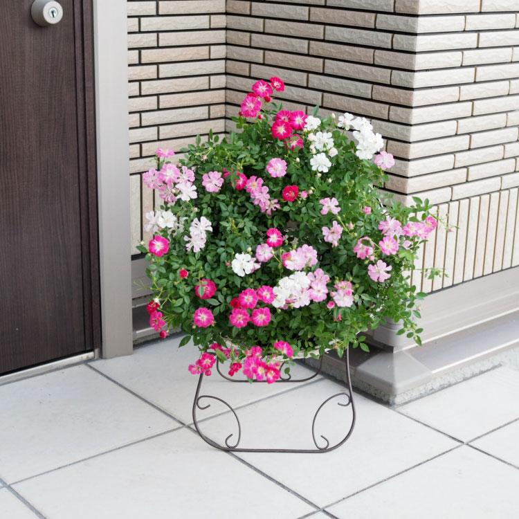送料無料) ウェルカムローズ ミニ薔薇の寄せ植え リース仕立て