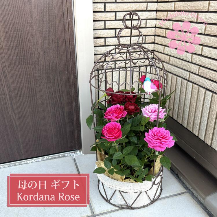 送料無料) コルダーナローズ 鳥カゴアレンジ ミニ薔薇の寄せ植え