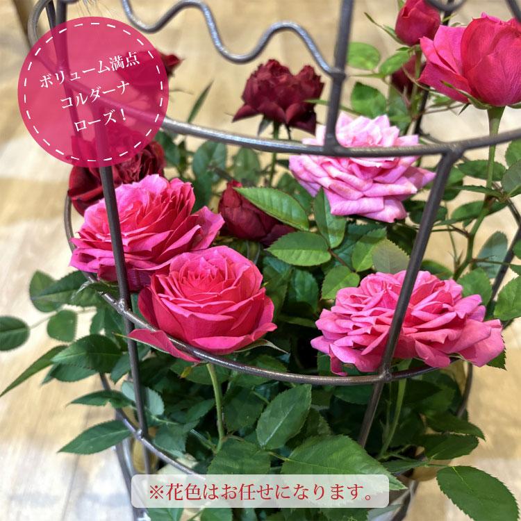 送料無料) コルダーナローズ 鳥カゴアレンジ ミニ薔薇の寄せ植え