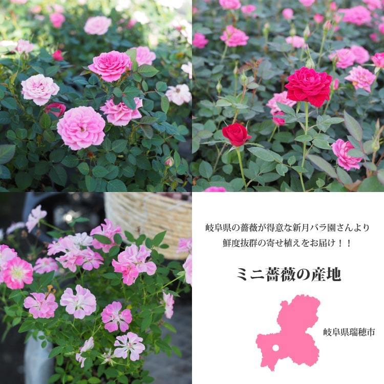 送料無料) コルダーナローズ 鳥カゴアレンジ ミニ薔薇の寄せ植え