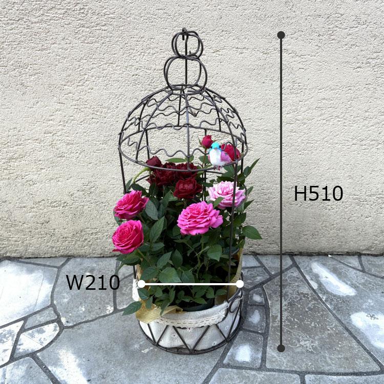 送料無料) コルダーナローズ 鳥カゴアレンジ ミニ薔薇の寄せ植え
