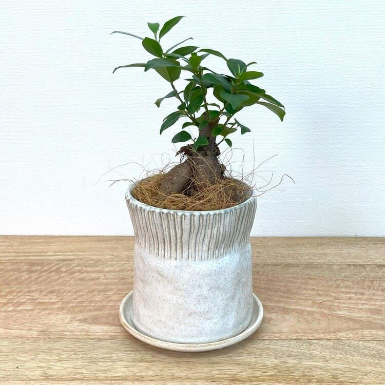 一部地域送料無料) 幹太ガジュマル ナチュラルテイスト陶器鉢アレンジ 