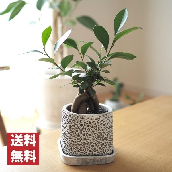 一部地域送料無料) ガジュマル 幹太タイプ 4号 選べるこだわりの植木鉢