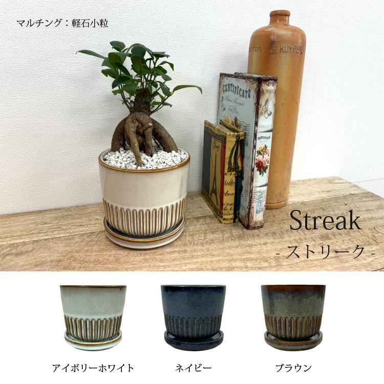 一部地域送料無料) ガジュマル 幹太タイプ 4号 選べるこだわりの植木鉢