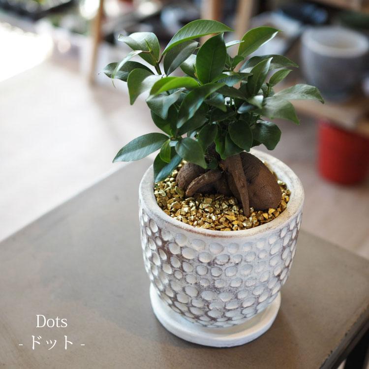 一部地域送料無料) ガジュマル 幹太タイプ 4号 選べるこだわりの植木鉢