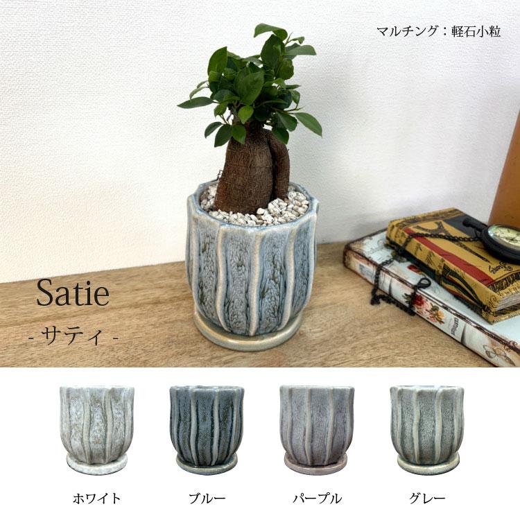 一部地域送料無料) ガジュマル 幹太タイプ 4号 選べるこだわりの植木鉢