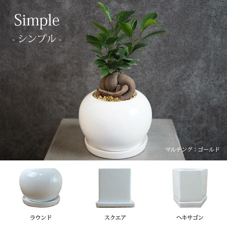 一部地域送料無料) ガジュマル 幹太タイプ 4号 選べるこだわりの植木鉢