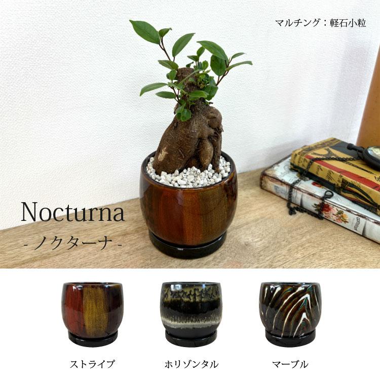 一部地域送料無料) ガジュマル 幹太タイプ 4号 選べるこだわりの植木鉢